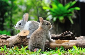cute baby rabbits caption